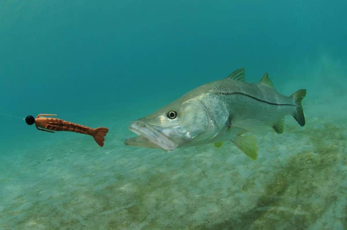 Florida East Coast Snook Season Closes June 1