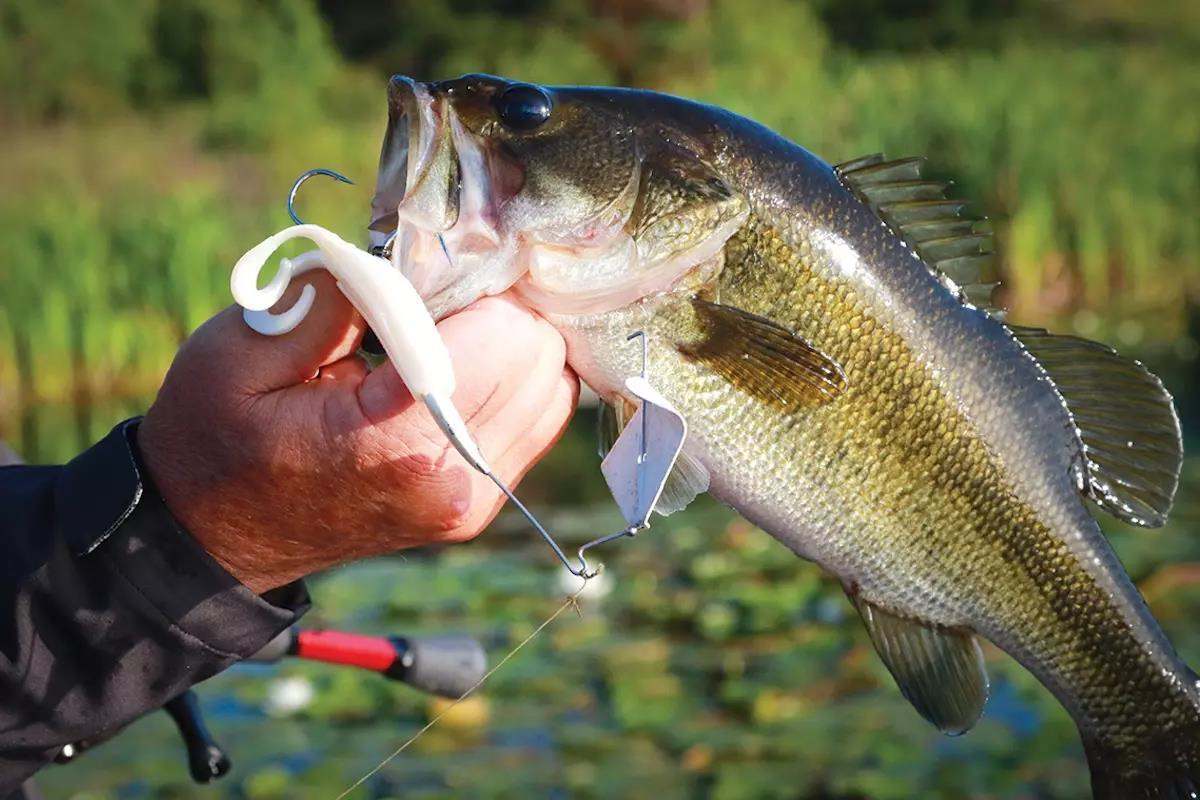 In Search of the Right Search Lures for Florida Bass