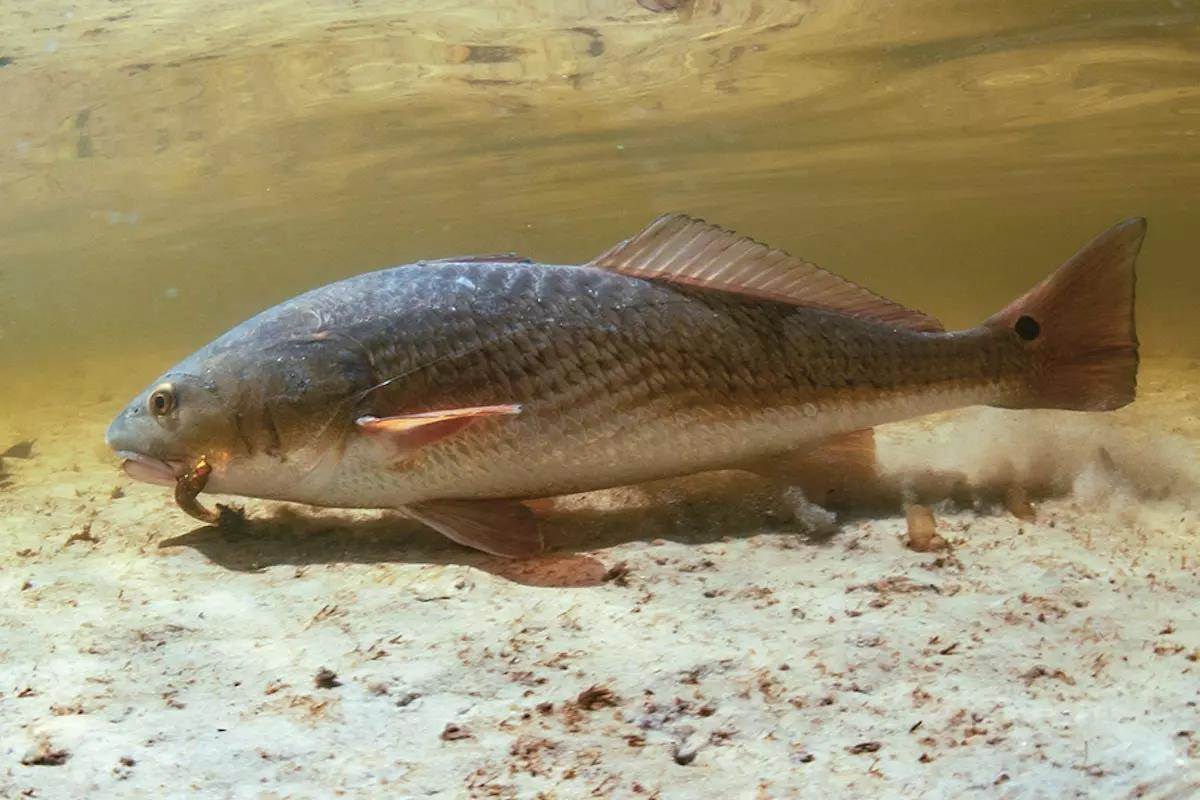 Charlotte Harbor: Everything But the Reds