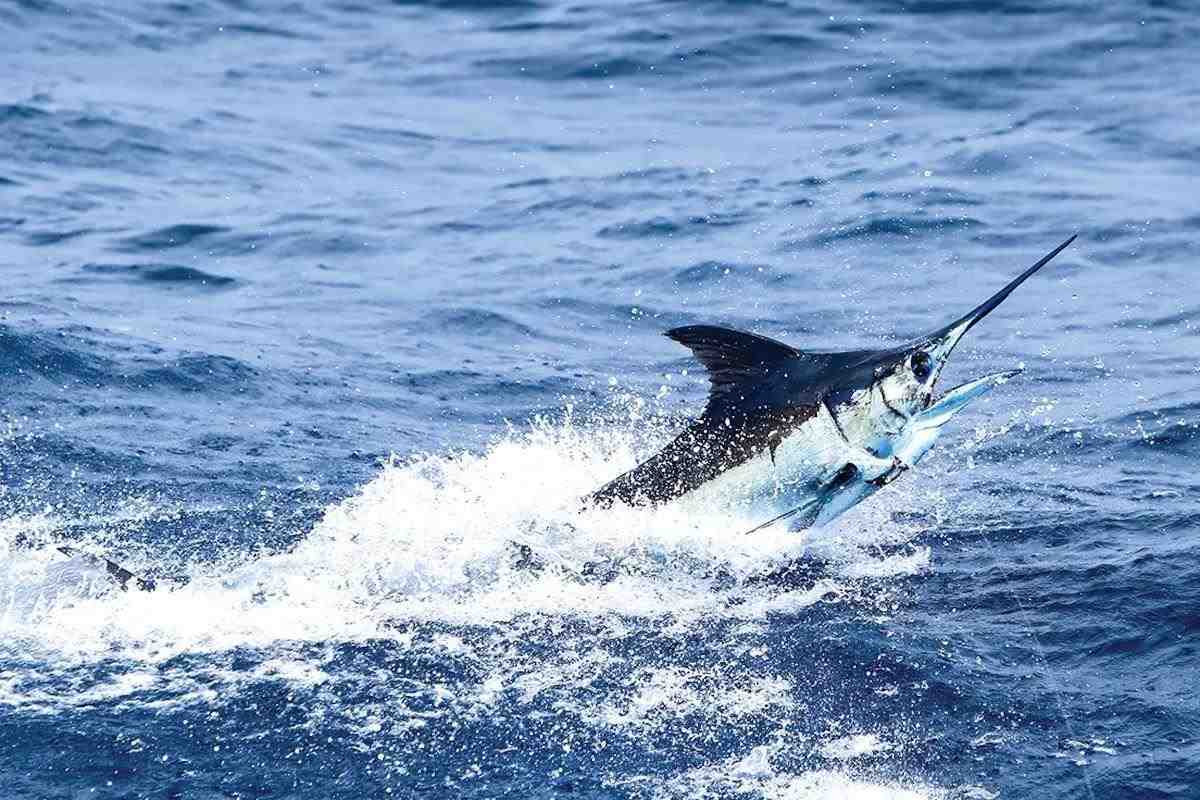 Southeast Florida Blue Marlin; Here's How It's Done