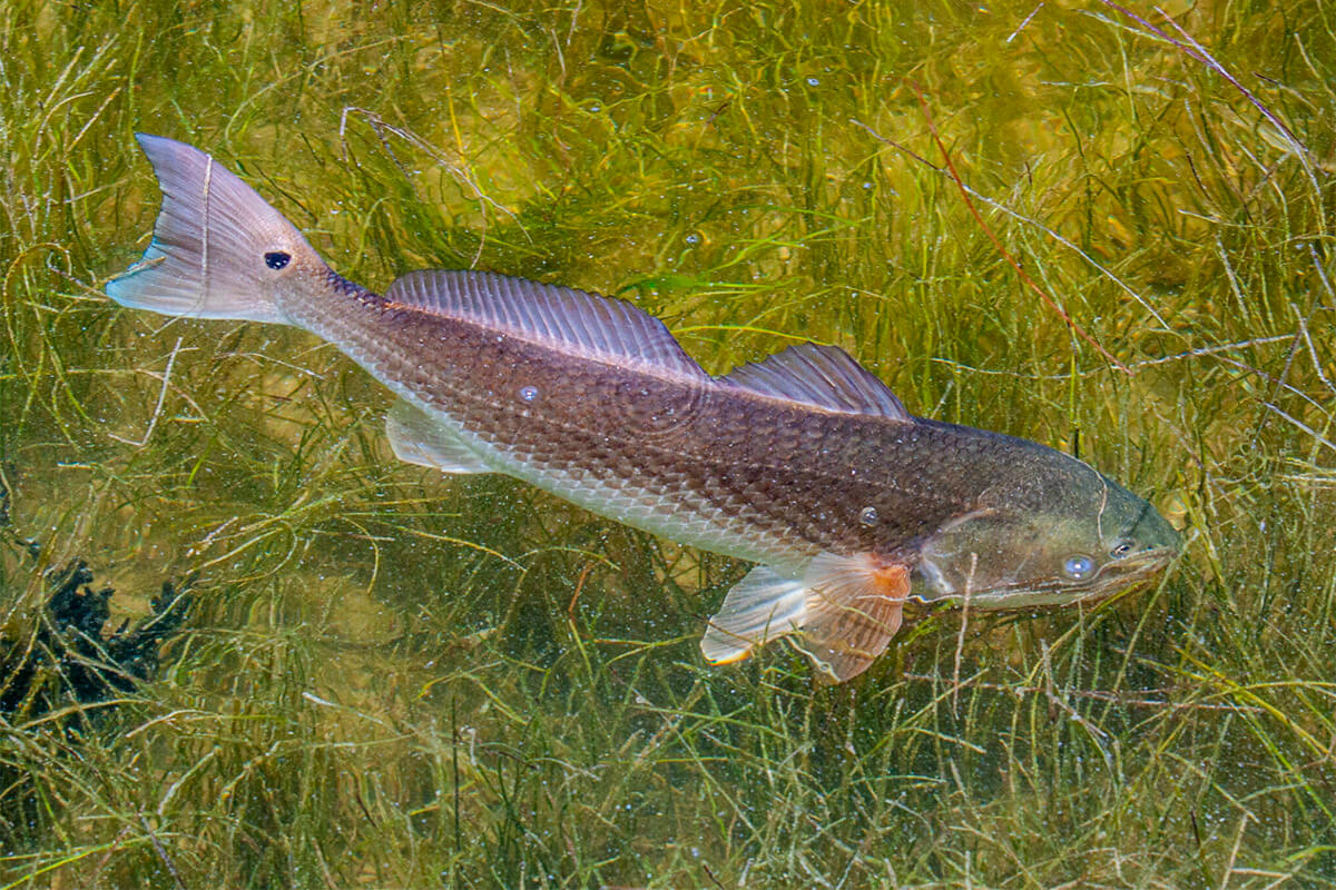 Alarming Amounts of Pharmaceuticals Found in Florida Redfish
