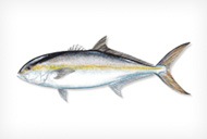 GREATERAMBERJACK