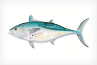 BONITO